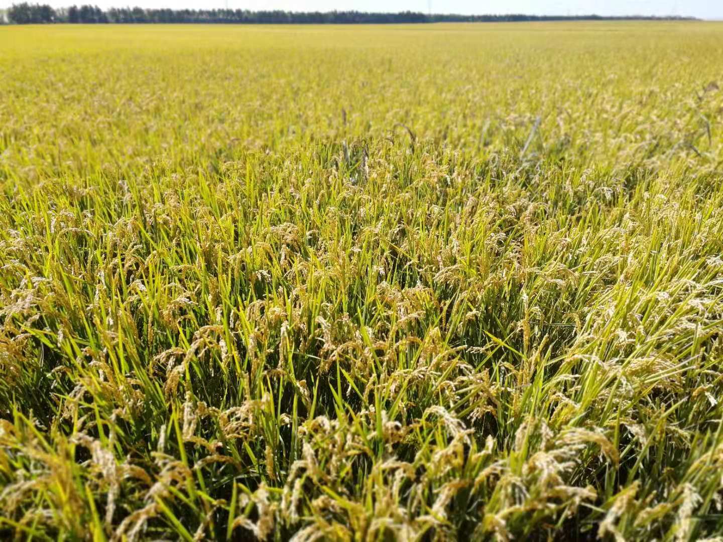 作物样图 (2).jpg