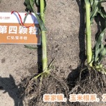 宝丰收第四颗粒田间回访