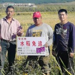 宝丰收2018年水稻免追肥测产结果